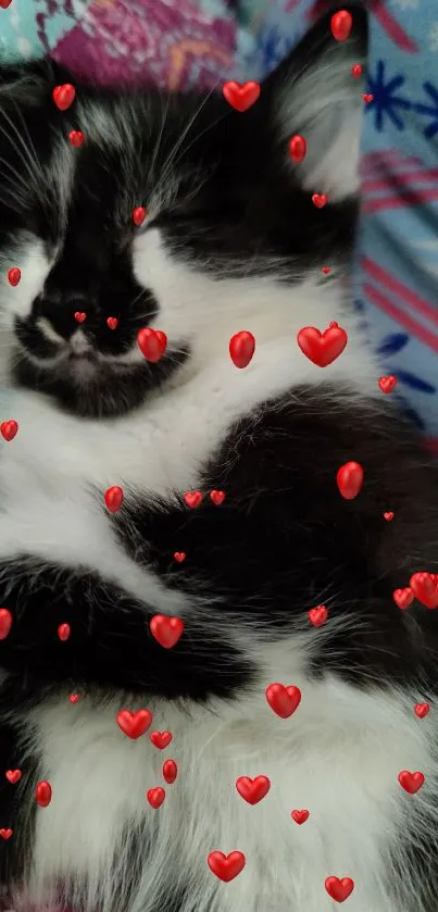 Adorable black and white kitten sleeping on colorful bedding.