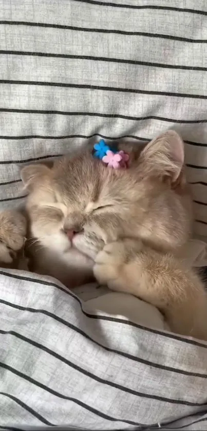 Sleeping kitten with floral hair clips in striped bedding.