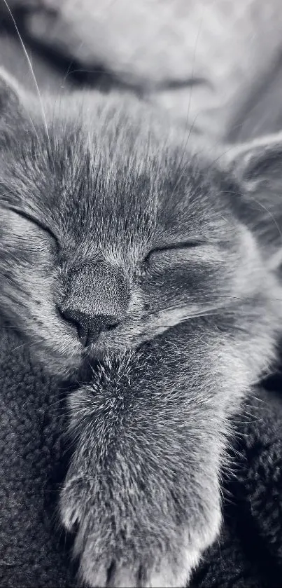 A cute kitten peacefully sleeps on a soft, cozy blanket in monochrome tones.