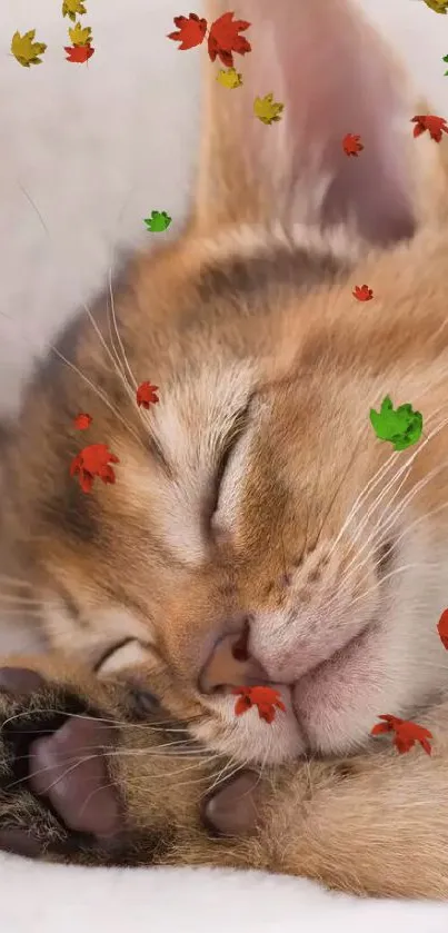 Adorable kitten sleeping among autumn leaves.