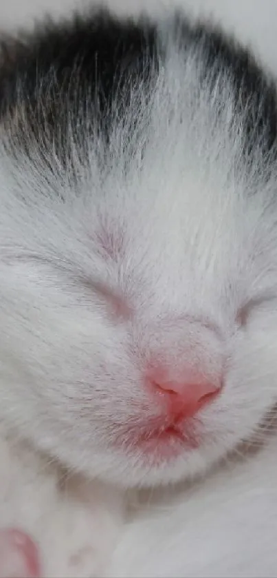 Close-up of a cute, sleeping kitten with white fur and a pink nose.