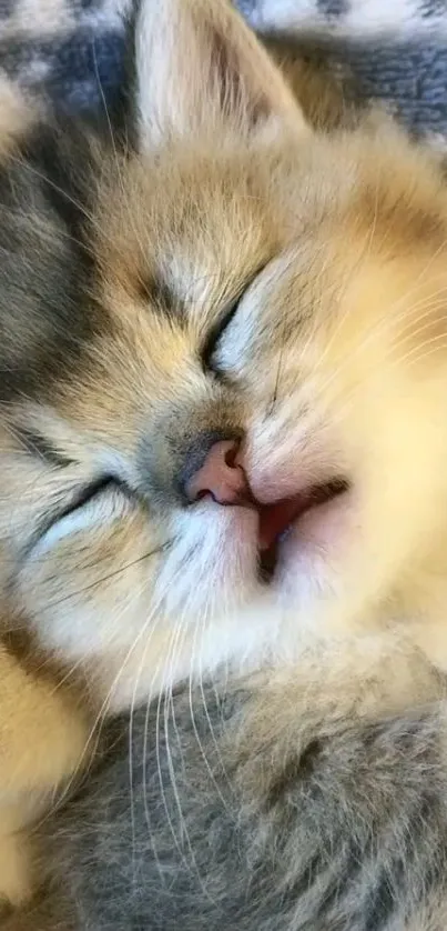 Adorable sleeping kitten with soft fur on a cozy blanket background.