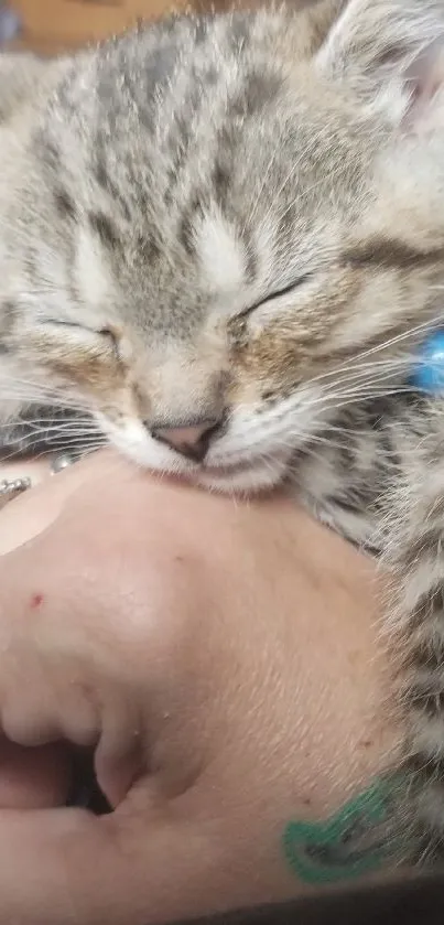 Cute gray tabby kitten peacefully sleeping on a person's hand.