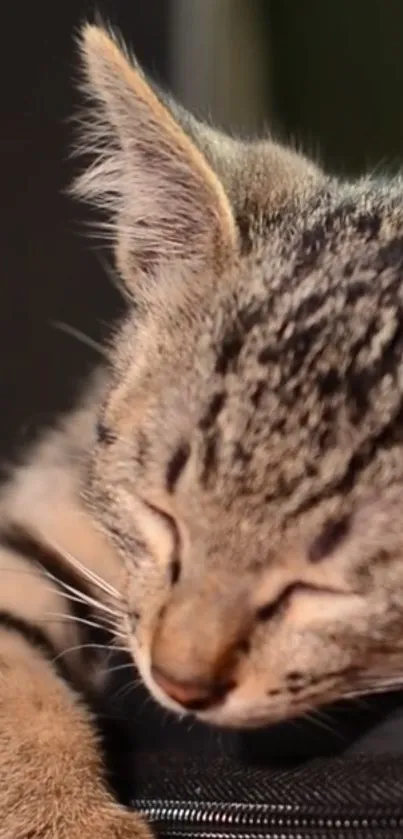 Adorable sleeping kitten with striped fur on a soft surface.