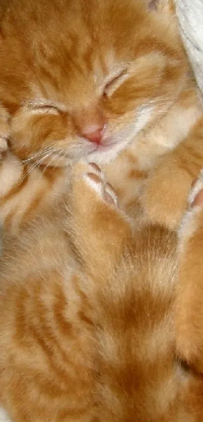 Adorable and fluffy orange kitten sleeping peacefully.
