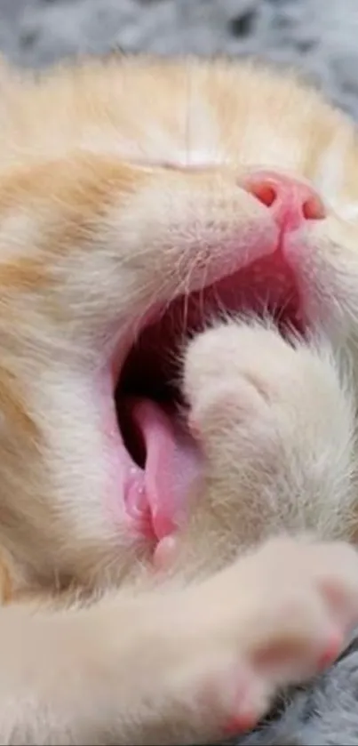 Adorable cream kitten sleeping on soft fabric.