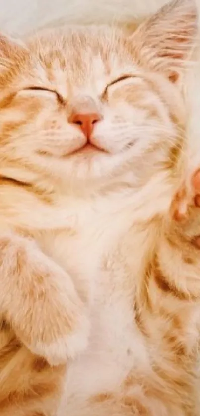 A cute ginger kitten peacefully sleeping on a fluffy white background.