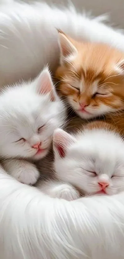 Three adorable kittens sleeping snugly in soft fur.