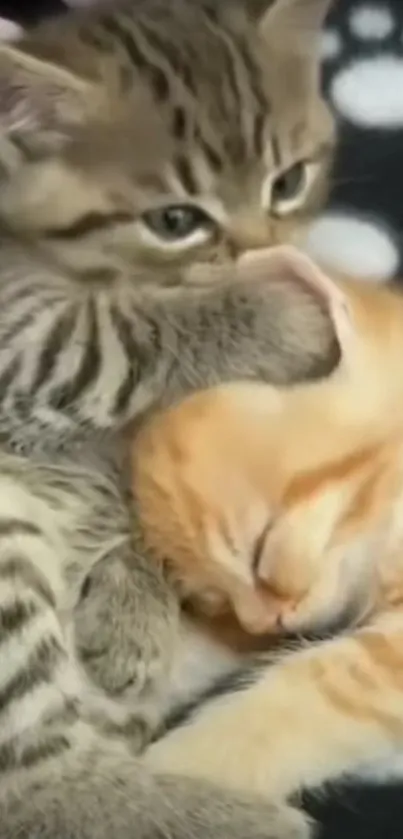 Two adorable kittens cuddling and sleeping peacefully.