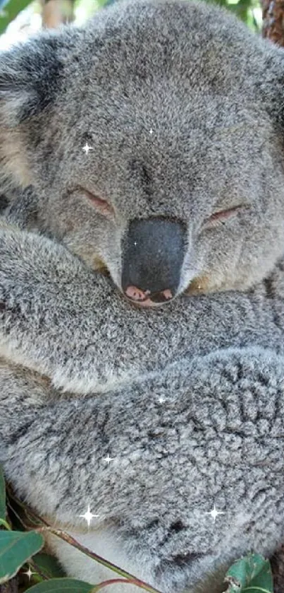 Sleeping koala against tree, serene nature wallpaper.