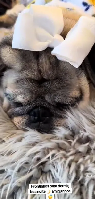 Adorable pug sleeping with a white bow on a fluffy blanket.