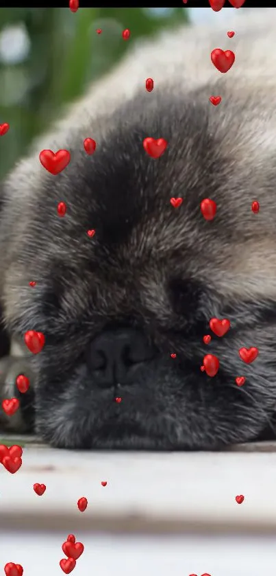 Cute sleeping pug with red hearts.