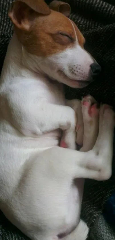 Adorable sleeping puppy on a cozy blanket.