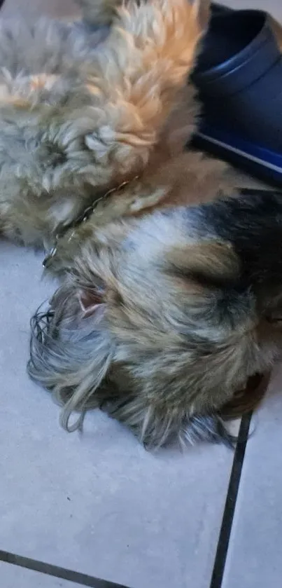 Adorable puppy sleeping next to shoe.