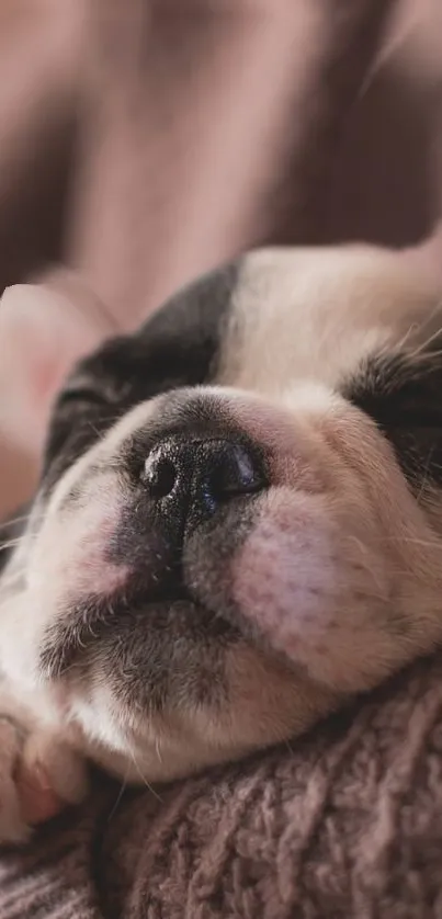 Adorable black and white puppy sleeping peacefully on a brown blanket.