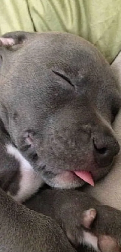 Adorable sleeping puppy with pink tongue out on a soft background.