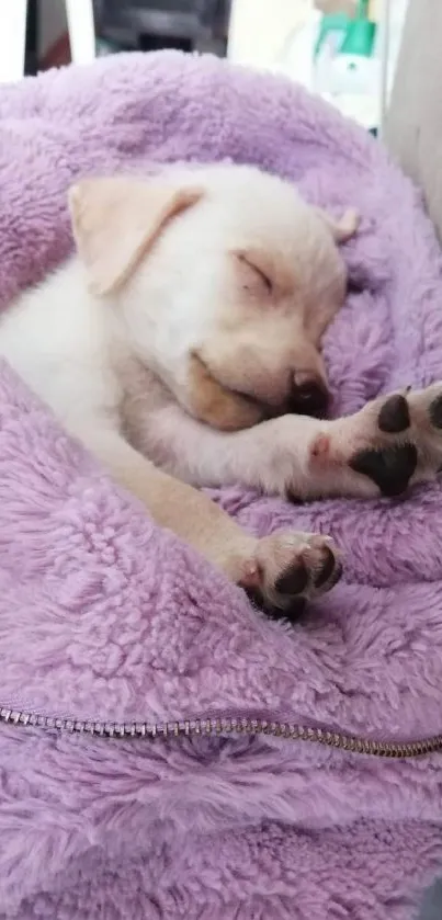 Adorable puppy sleeping in purple blanket on couch.