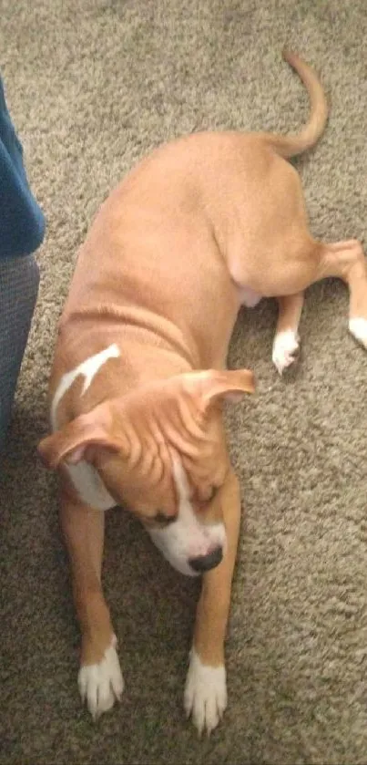 Cute brown puppy sleeping on a carpet beside a blue couch.