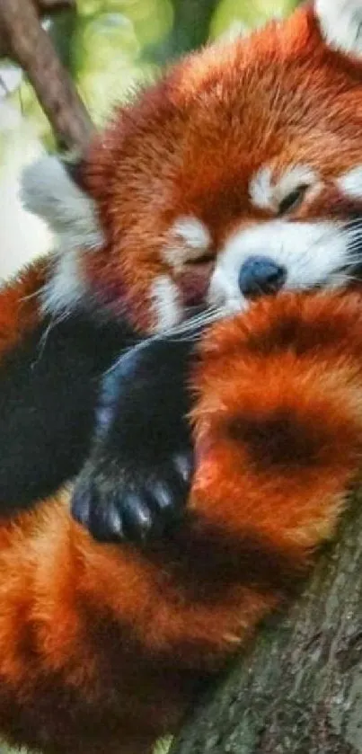 Sleeping red panda cuddled against a tree in a serene setting.