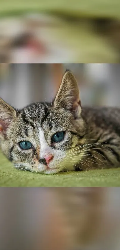 Cute tabby cat resting on a green blanket, eyes open, with a blurred background.