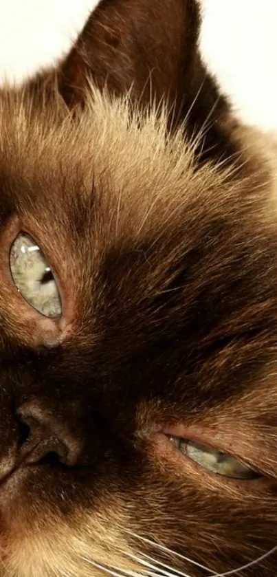 Close-up of a sleepy brown cat with soft fur and vivid eyes.