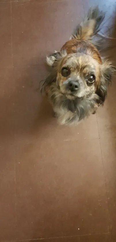 Adorable small dog sitting on brown floor, looking upwards.