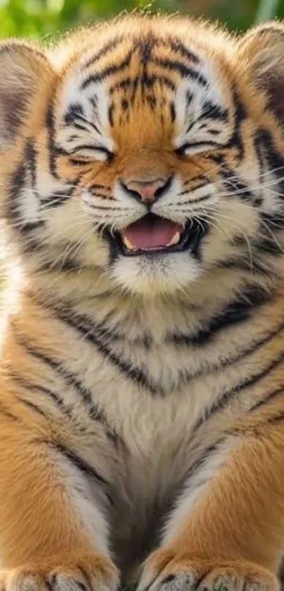 Smiling tiger cub with eyes closed outdoors.