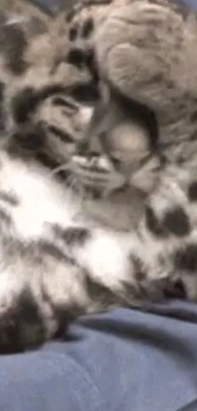 Cute snow leopard cub playing with its paws.