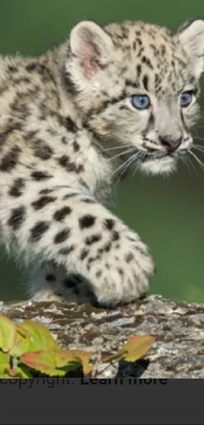 Adorable snow leopard cub walking calmly on a natural landscape.