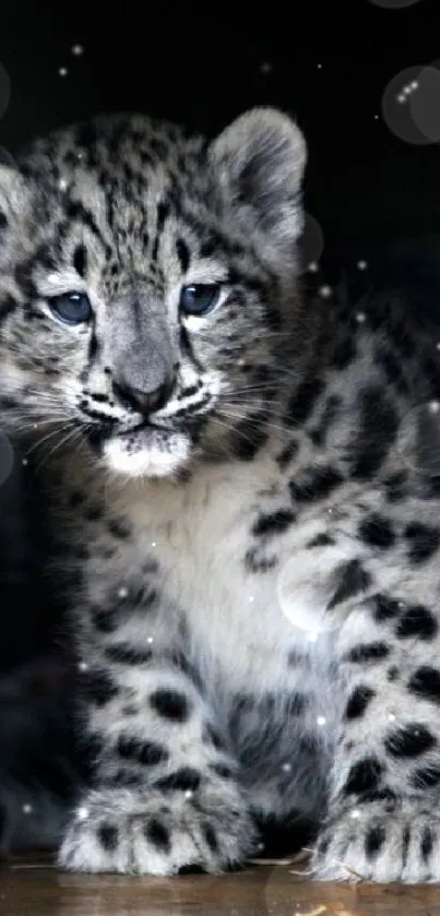 Adorable snow leopard cub in natural hues.