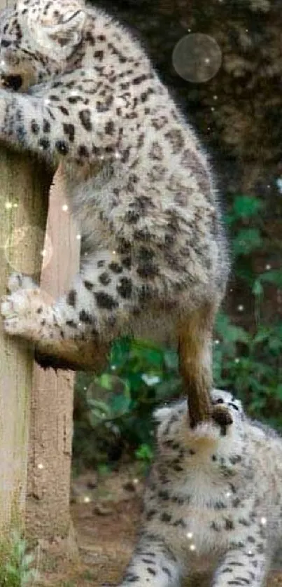 Two snow leopard cubs playing in a natural setting with plants.