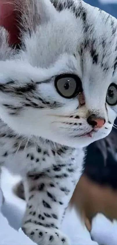 Adorable snow leopard kitten in the snow.