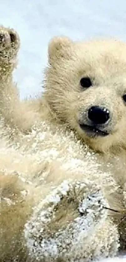 Adorable polar bear in snowy landscape.