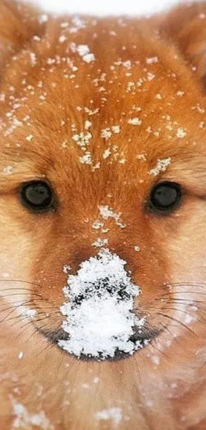 Adorable puppy with snow on its face and cozy brown fur.