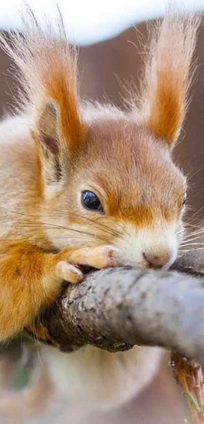 Adorable squirrel perched on a tree branch.