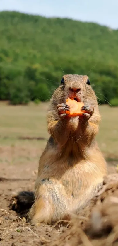 Adorable squirrel munching on a carrot outdoors.