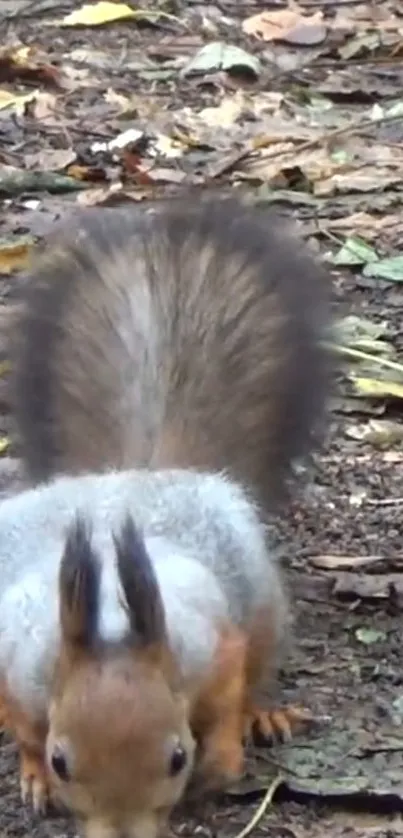 Squirrel on forest floor with autumn leaves.