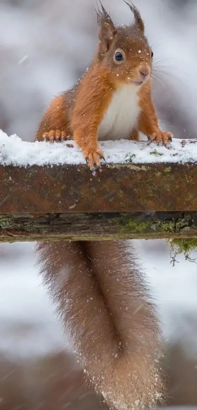 A cute squirrel perched on a snowy branch.