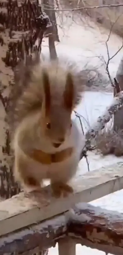A squirrel on a wooden railing in a snowy forest.