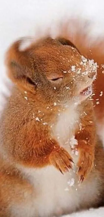 Cute squirrel with snow on face in winter setting.