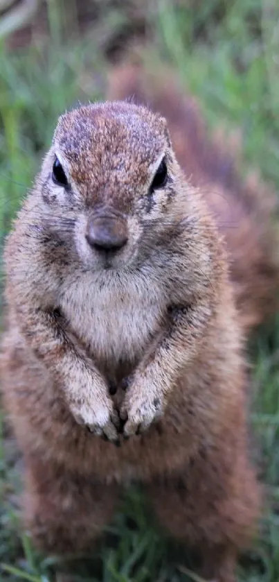 Close-up of an adorable squirrel with a green grass background.