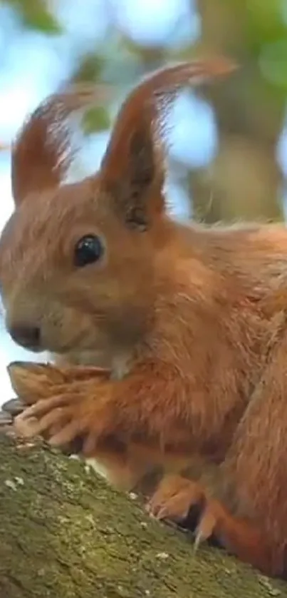 Adorable red squirrel perched on a tree branch in a natural setting.