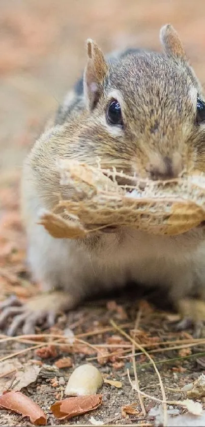 Adorable squirrel nibbling on a peanut with autumn leaves around.