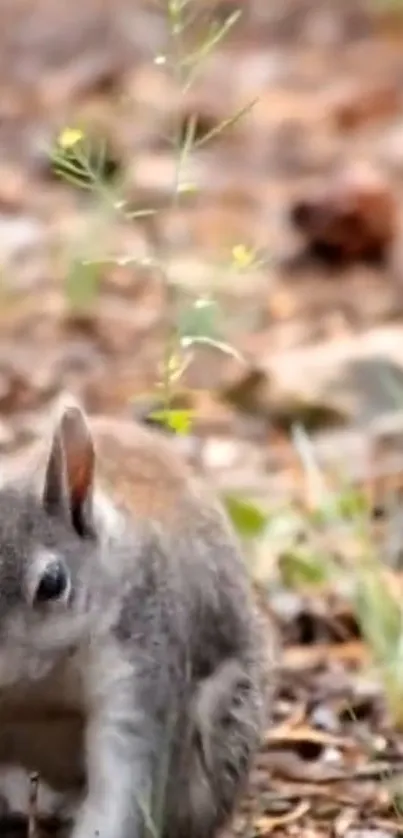 Adorable squirrel in a woodland setting, surrounded by leaves.