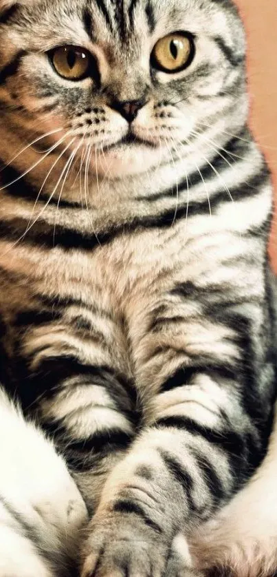 Gray striped cat with expressive eyes sitting elegantly.