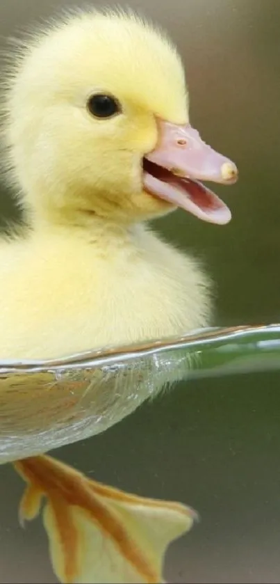 Adorable duckling swimming in clear water with serene backdrop.