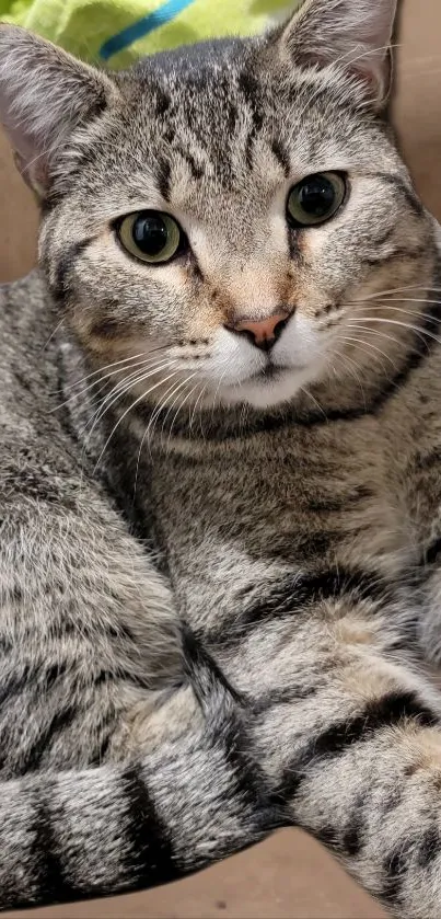 Adorable tabby cat with green eyes on mobile wallpaper.