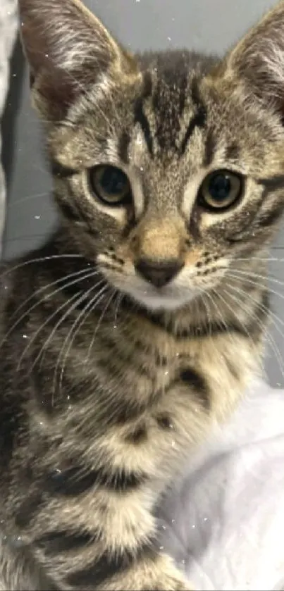 Close-up portrait of a tabby cat with curious eyes.