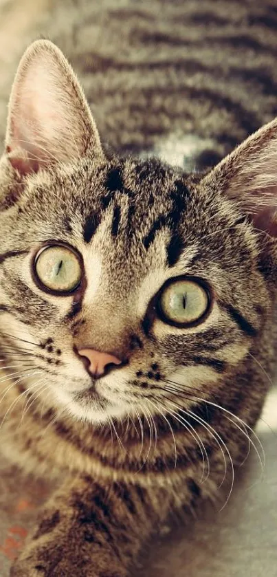 Adorable tabby cat lying down with big eyes.