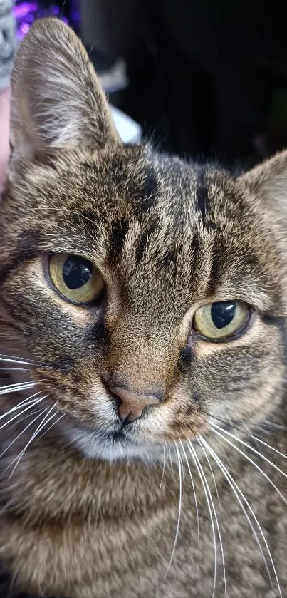 Close-up of an adorable tabby cat with expressive eyes.